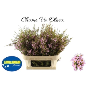 CHAME UN OLIVIA