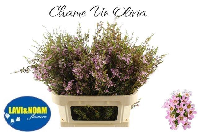 <h4>CHAME UN OLIVIA</h4>