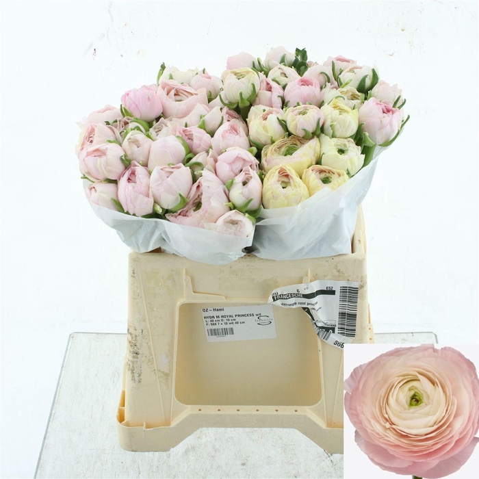 <h4>RAN SU HANOI</h4>