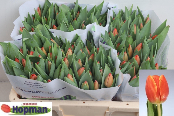 <h4>TU EN AD REM</h4>