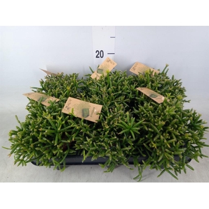 Rhipsalis burchellii