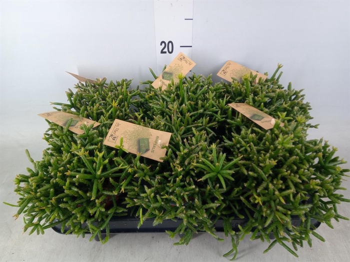 <h4>Rhipsalis burchellii</h4>