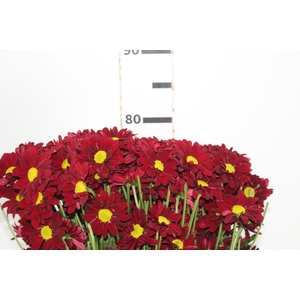 CRISANTEMO MORETTI 080 CM VERMELHO