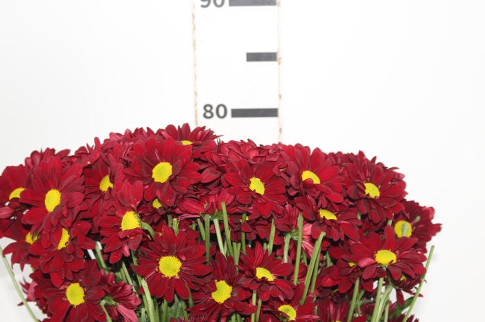 <h4>CRISANTEMO MORETTI 080 CM VERMELHO</h4>