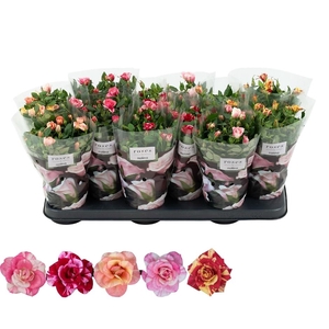 Nolina Roses Ø 10.5 cm Mix