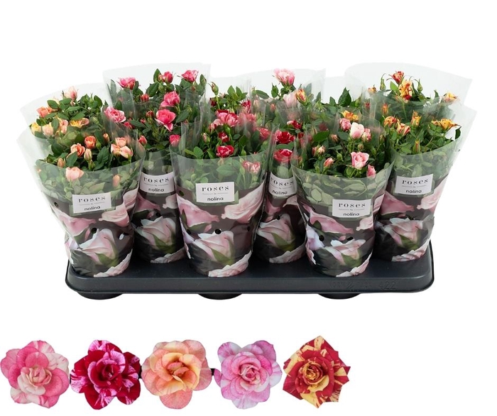 <h4>Nolina Roses Ø 10.5 cm Mix</h4>