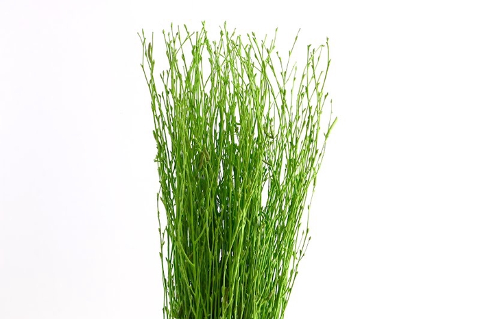 Berk Klb Green