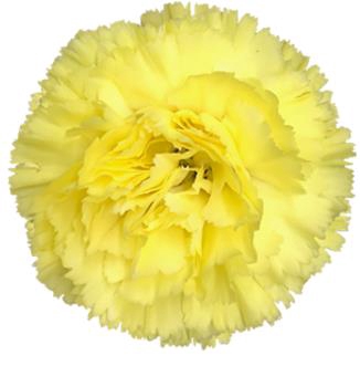 <h4>Di St Diletta</h4>