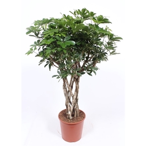 Schefflera arboricola 'Compacta'