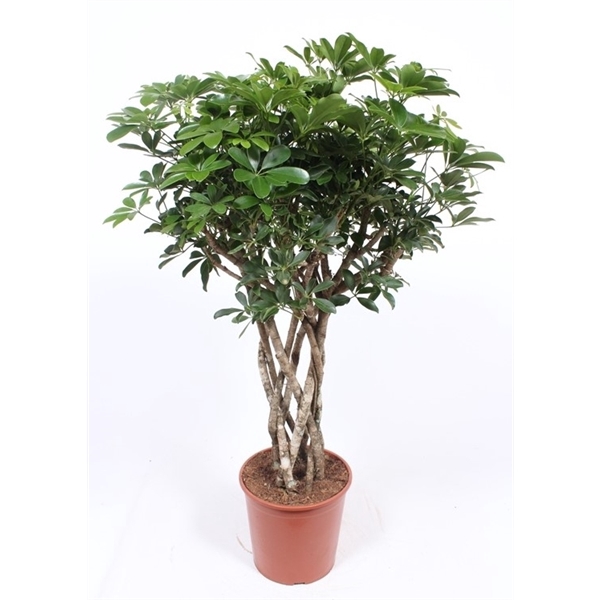 <h4>Schefflera arboricola 'Compacta'</h4>