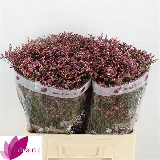<h4>Limonium 'Scarlet Diamond'</h4>