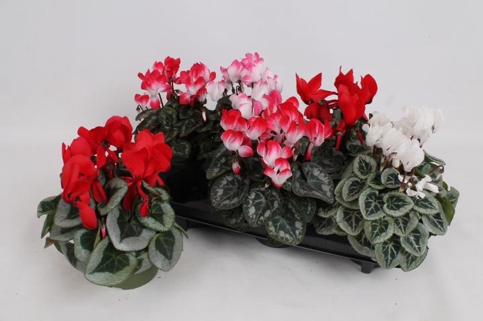 <h4>CYCL GR SUP MAMMOTH</h4>