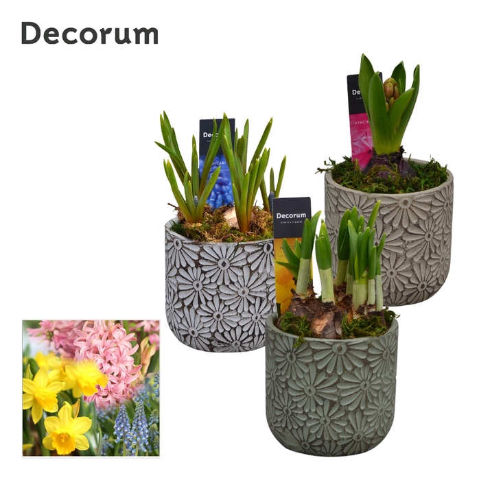 <h4>Bollenmix Daisy HL11393B</h4>