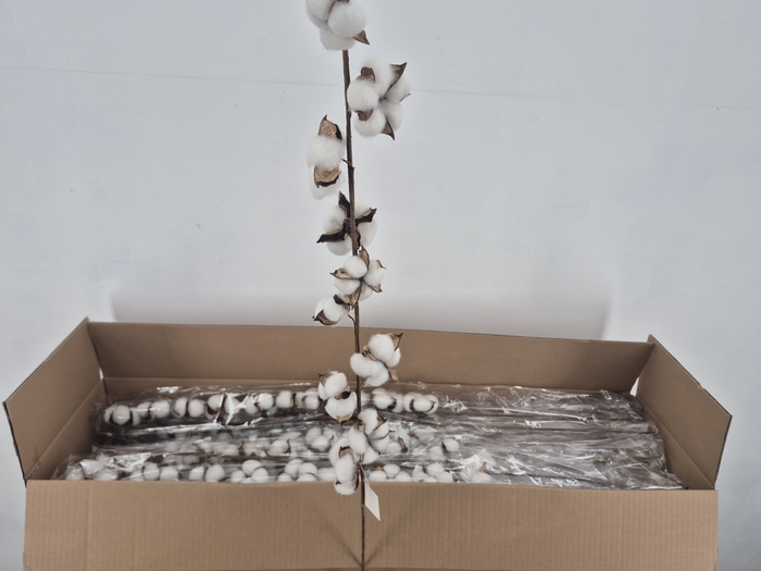 <h4>A-DF Cotton White 90cm 10 Ball</h4>