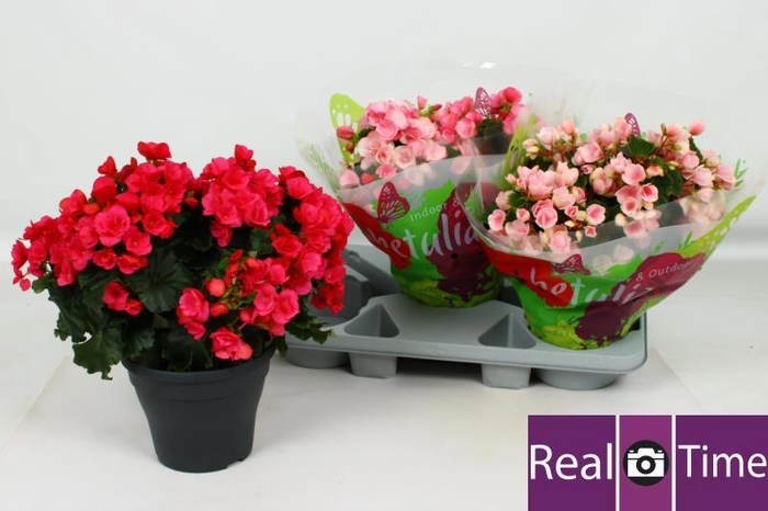 <h4>BEG EN BETULIA GEM</h4>