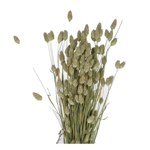 Dried flowers Phalaris 65cm