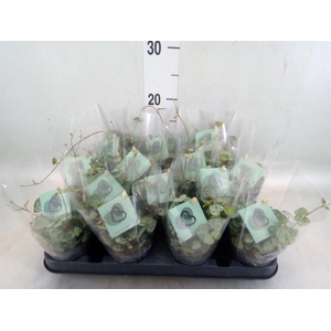 Ceropegia woodii ssp. woodii