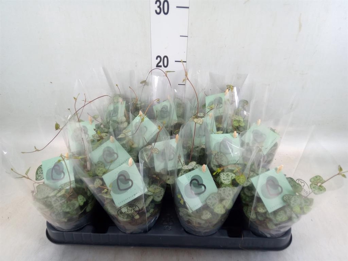 <h4>Ceropegia woodii ssp. woodii</h4>