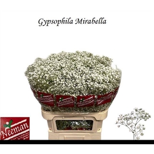 GYPS PA MIRABELLA