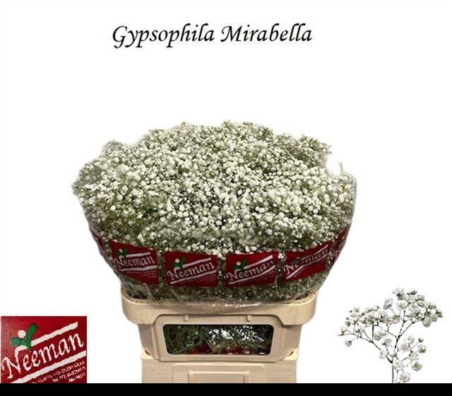 <h4>GYPS PA MIRABELLA</h4>