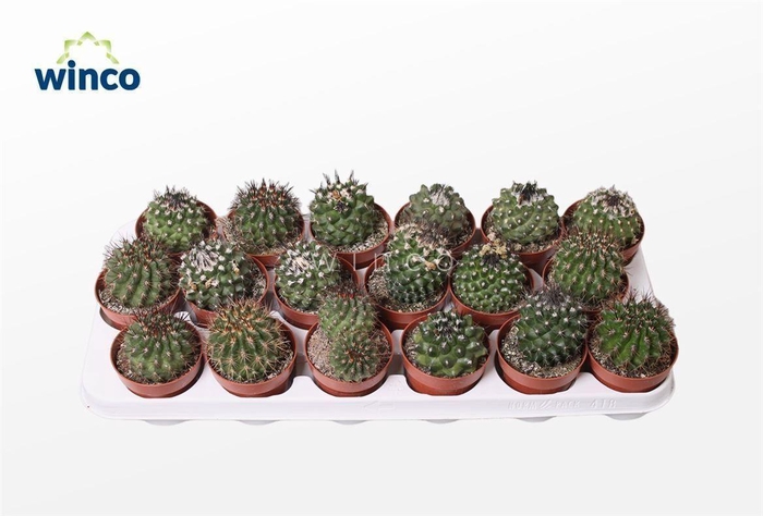 <h4>Copiapoa Humilis (Green)</h4>