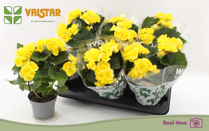 <h4>BEG HL BLITZ</h4>