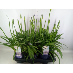 Agapanthus  'Amourette Superb'