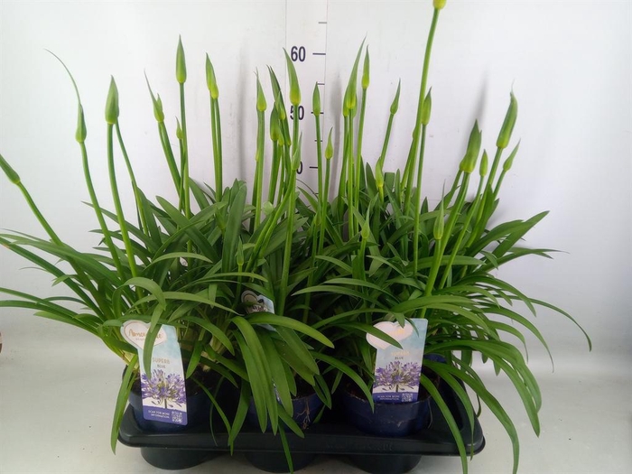 <h4>Agapanthus  'Amourette Superb'</h4>