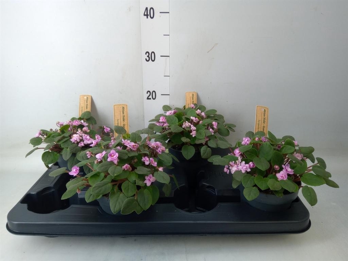 <h4>Saintpaulia   ...</h4>