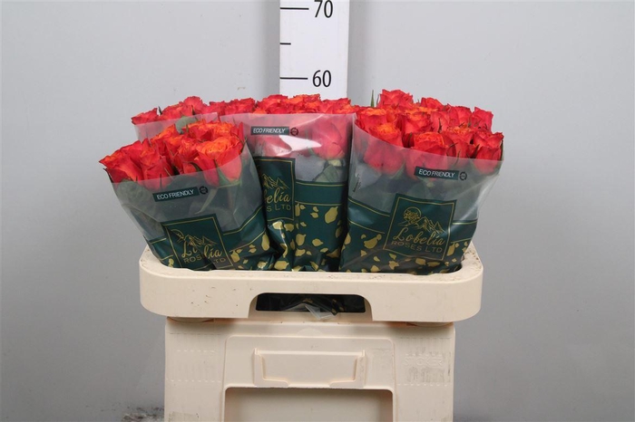 <h4>R Gr Devoted</h4>