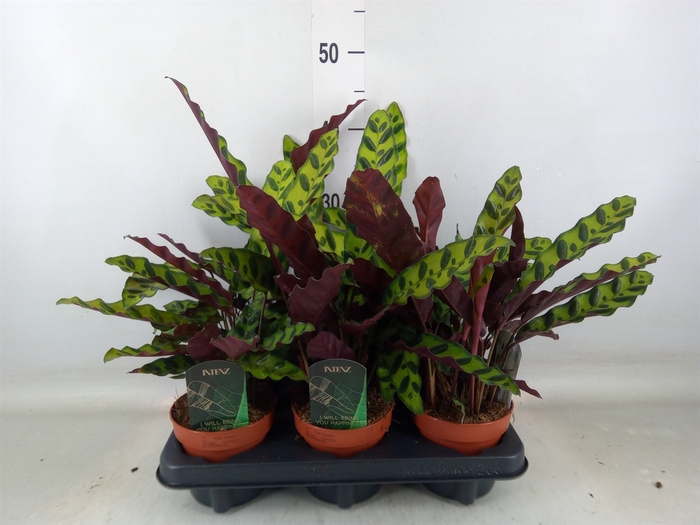 <h4>Calathea lancifolia</h4>