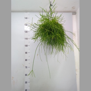 Rhipsalis baccifera 'Oasis'