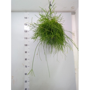 Rhipsalis baccifera 'Oasis'