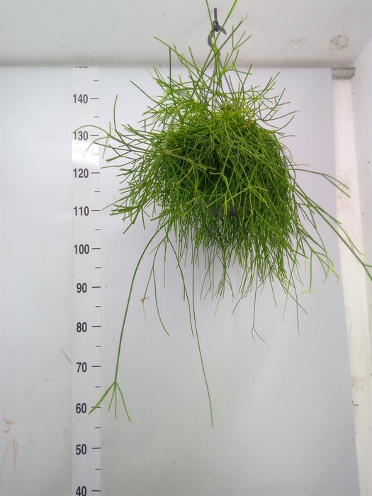 <h4>Rhipsalis baccifera 'Oasis'</h4>