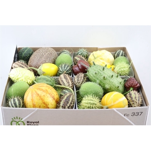 Sier Cucumis Mix Spec Yellow X4 Hol