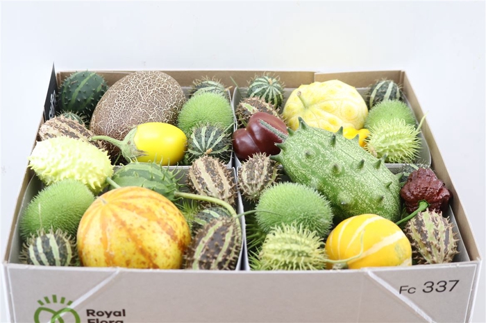 <h4>Sier Cucumis Mix Spec Yellow X4 Hol</h4>