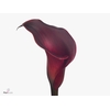 Calla Red Charm