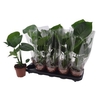 Monstera Deliciosa