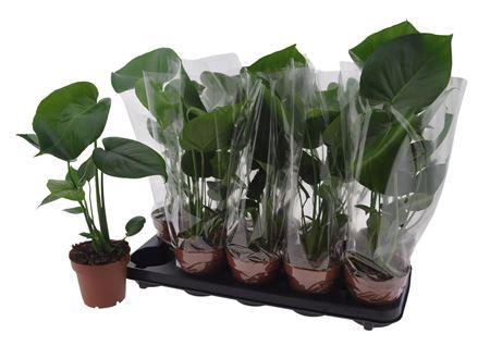 <h4>Monstera Deliciosa</h4>