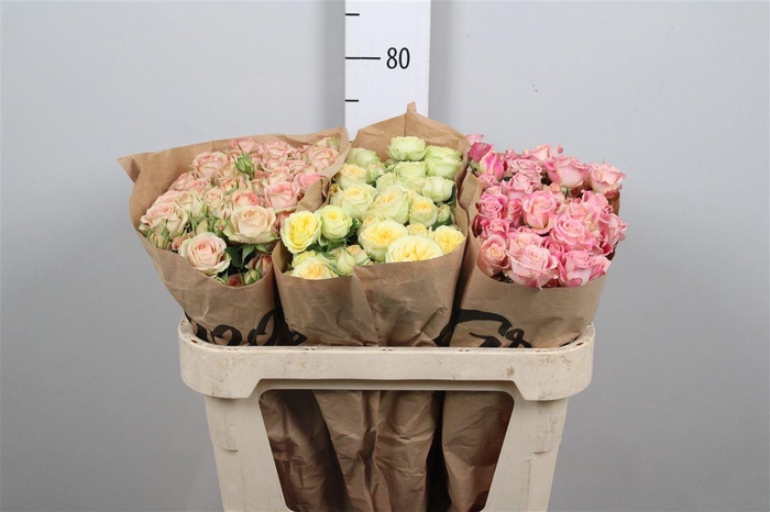 <h4>R Tr Gemengd Groove</h4>