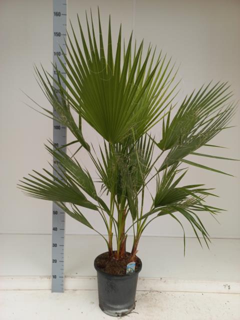 WASHINGTONIA FILIFER