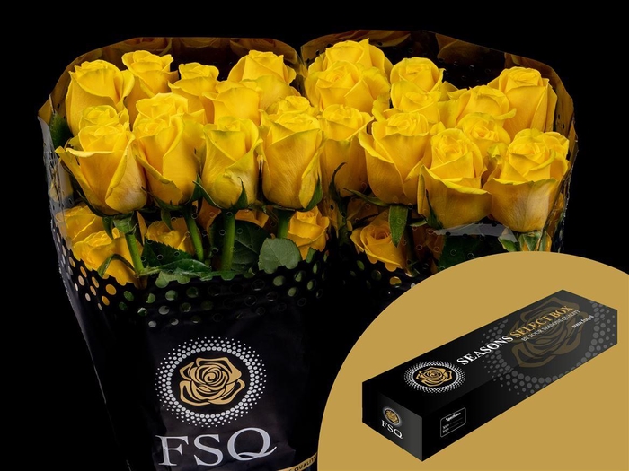 <h4>R GR Goldfinch Box</h4>