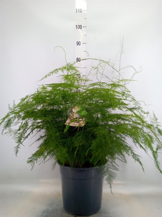 <h4>Asparagus setaceus</h4>