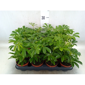 Schefflera arbor. 'Luseana'