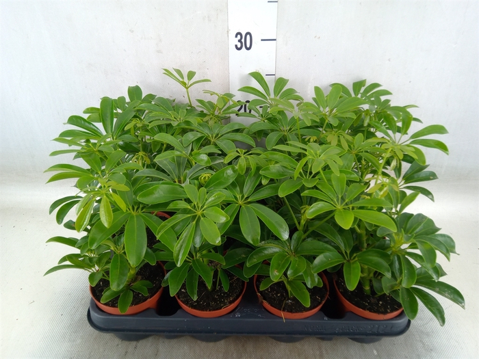 <h4>Schefflera arbor. 'Luseana'</h4>