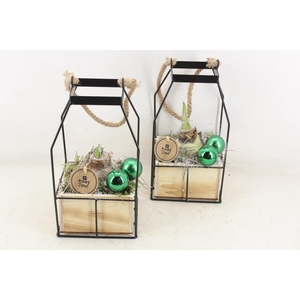 arr4 Amaryllis PL - Lantaarn 4kant Xmas