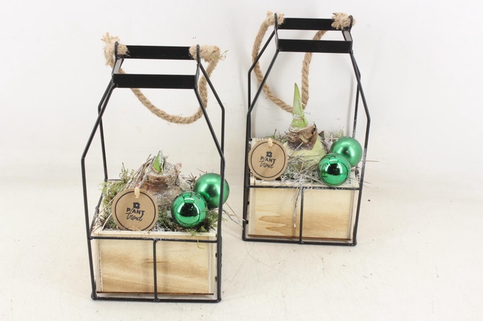 <h4>arr4 Amaryllis PL - Lantaarn 4kant Xmas</h4>