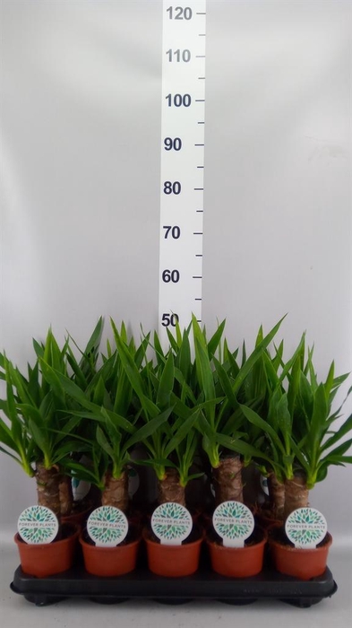 <h4>Yucca ...</h4>