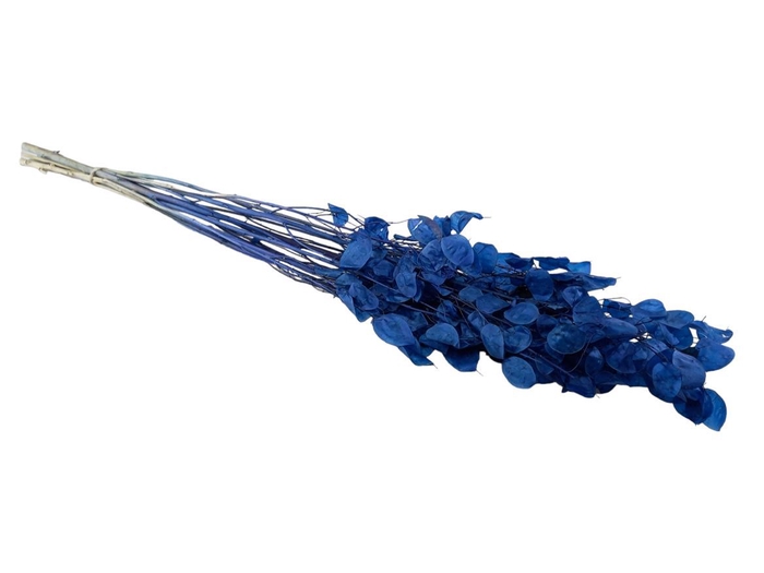 <h4>Lunaria Dark Blue</h4>