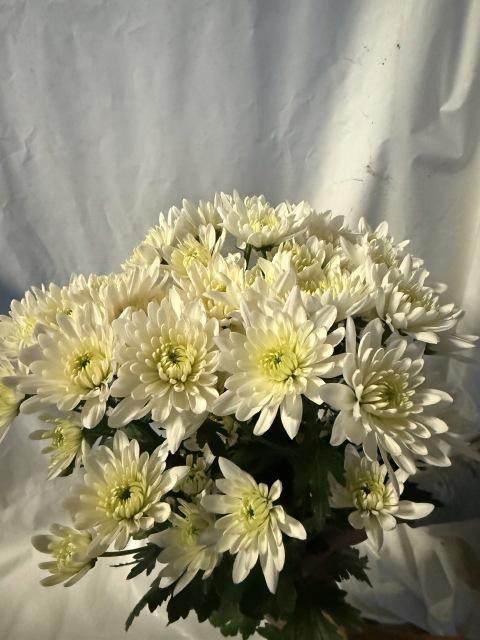 <h4>Chr T Frozen</h4>